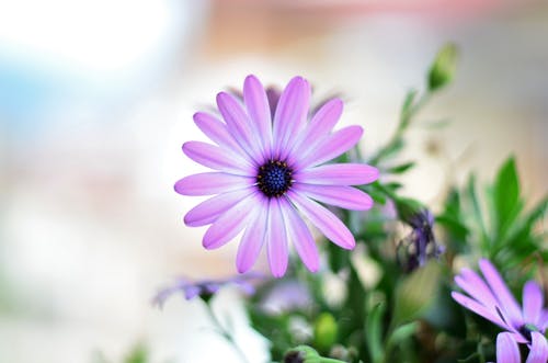 ϷƾҪǮ